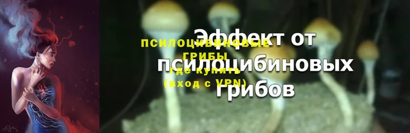 Псилоцибиновые грибы Psilocybine cubensis  Апшеронск 